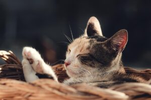 神戸で土日休みOKの保育士求人はどこで探せる？